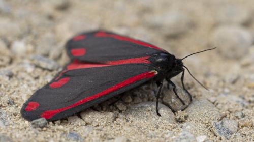 Tyria jacobaeae